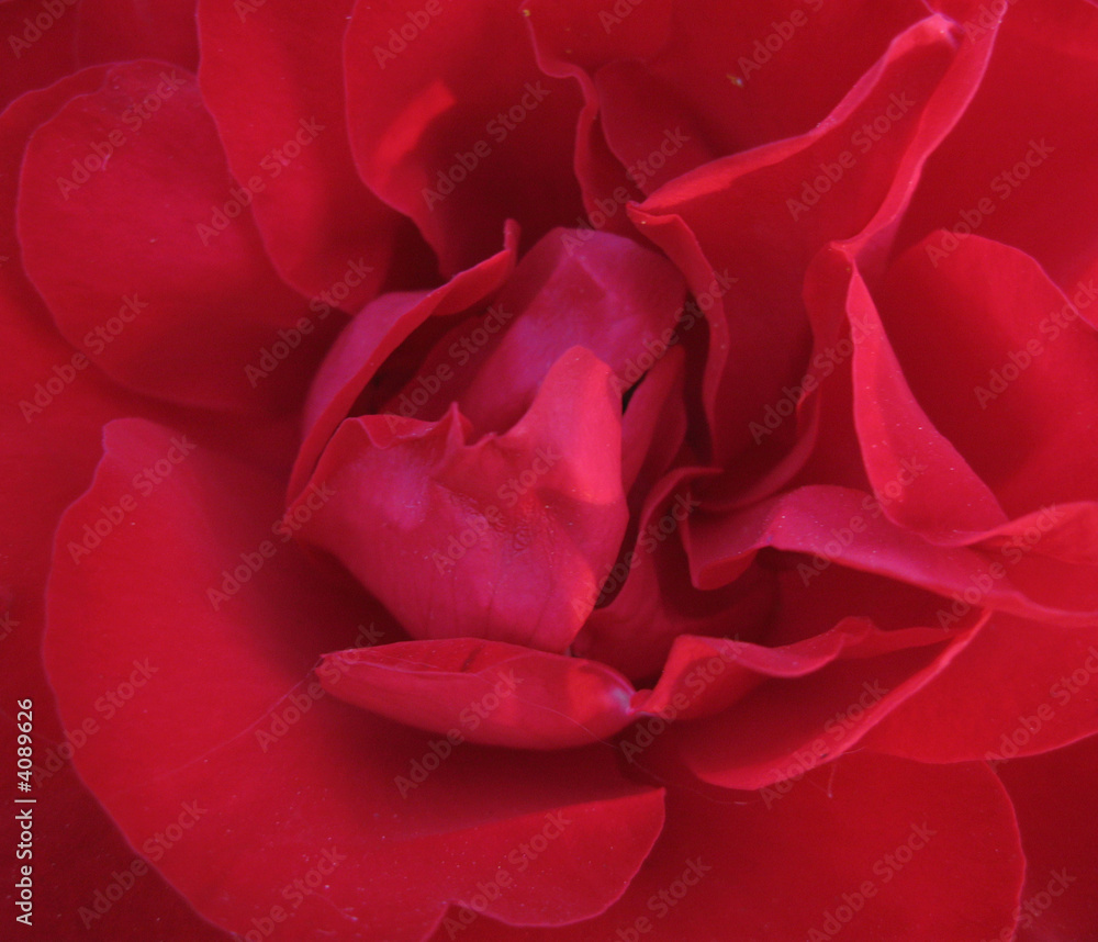 Red rose close-up Red rose close-up
