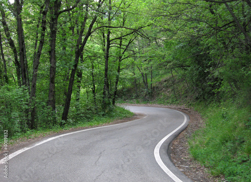 Road in a wood