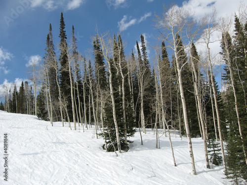 Aspen and pine trees in winter