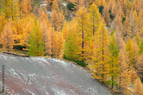 Larch trees in autumn