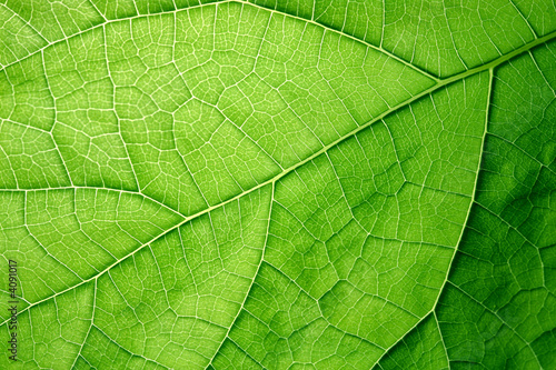 détail d'une feuille