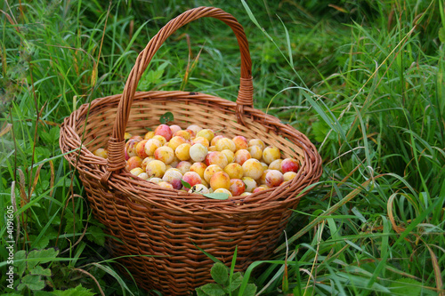 Wicker basket full of plums
