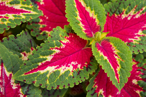 Motley, Red leaf