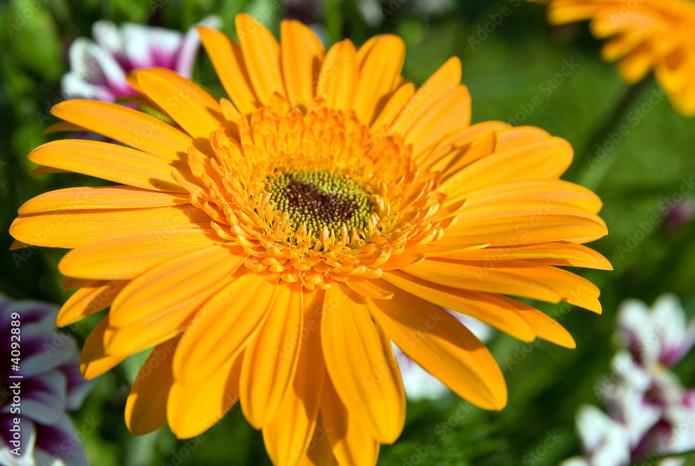 gerbera gerbera