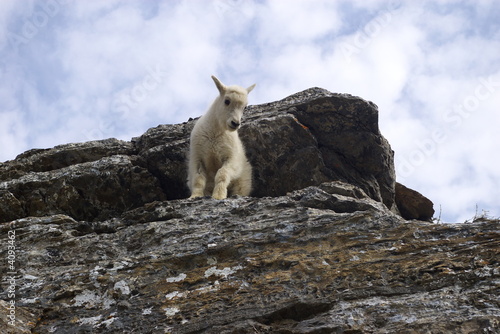 Mountain Goat 4