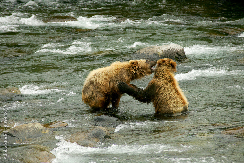 Fototapeta premium Grizzly bears 