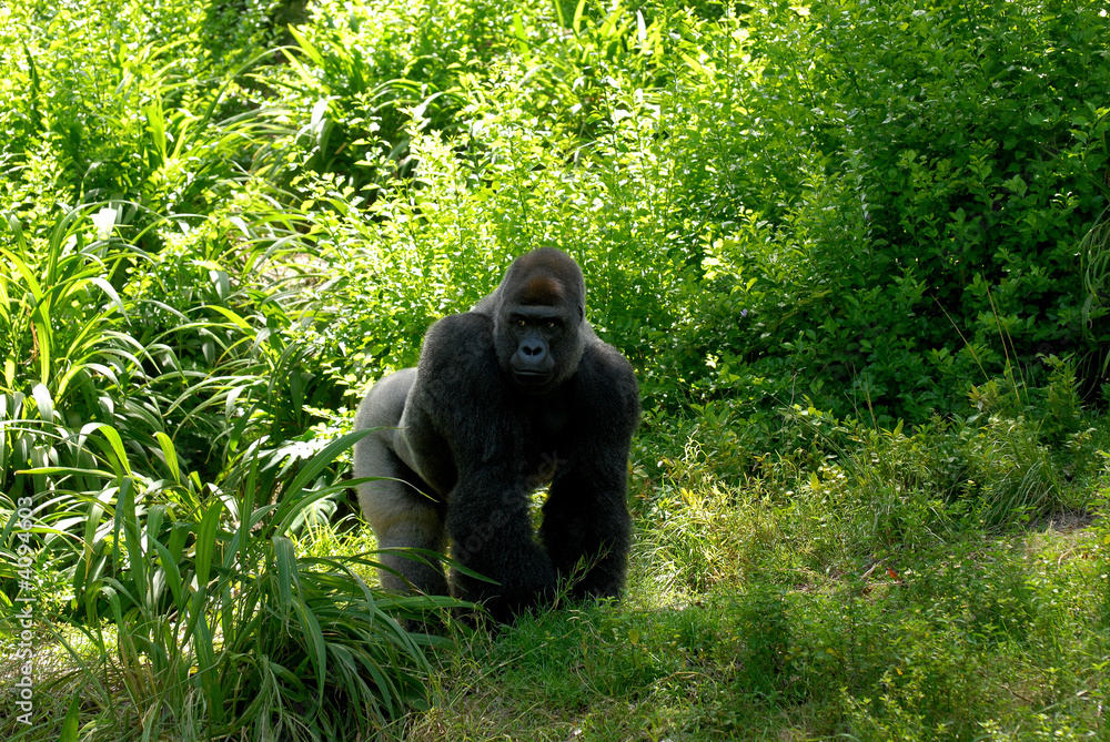 Naklejka premium Gorilla