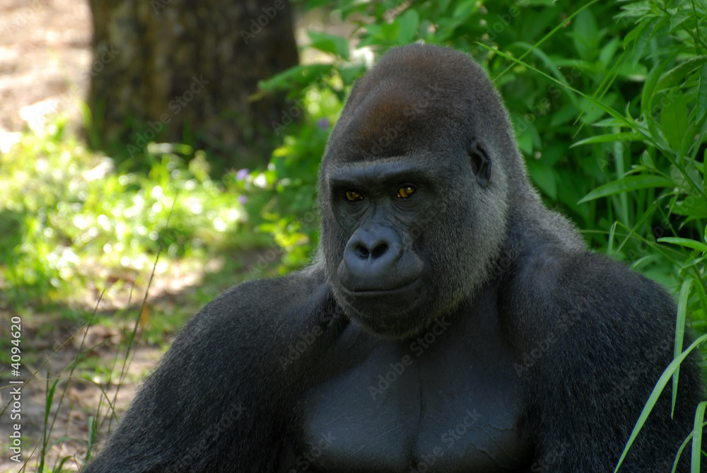 Gorilla Gorilla