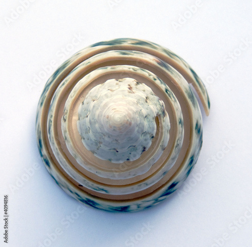 Spiral sea shell close up on a plain background