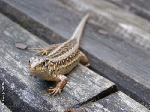 Lizard