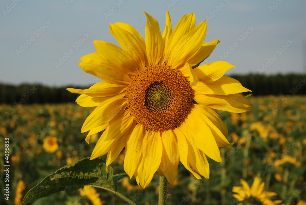 Fototapeta premium sunflower