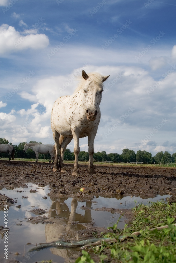 Fototapeta premium The horse and reflection