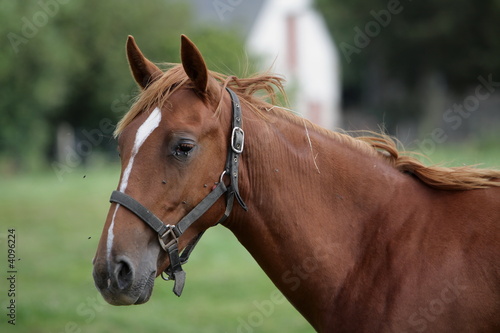 jeune cheval