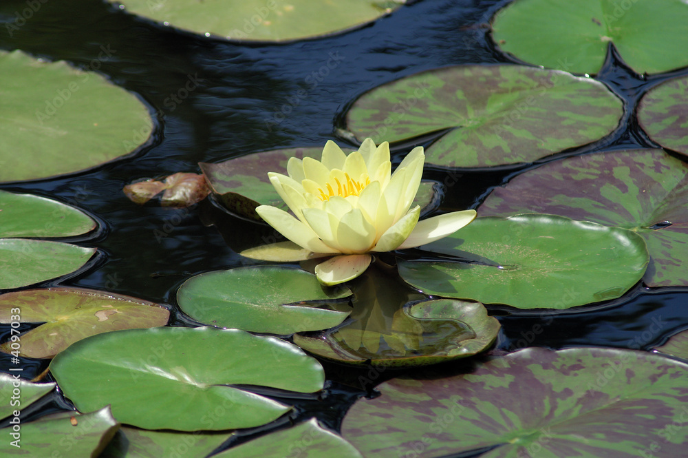 water lilly