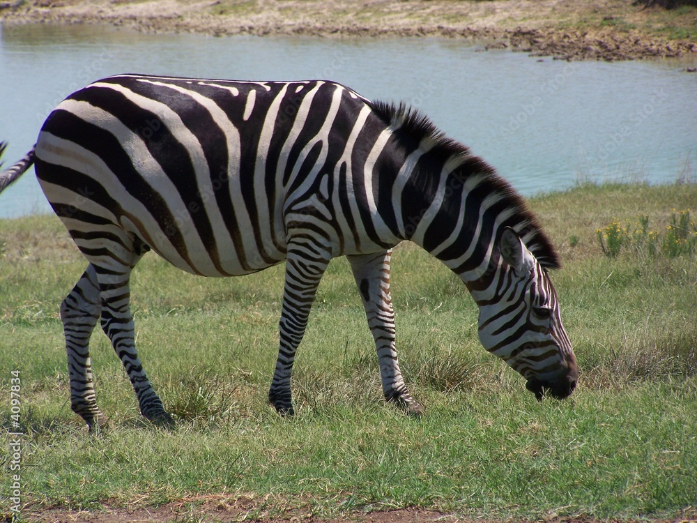 Obraz premium Zebra