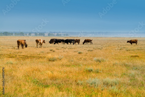 Rural landscape