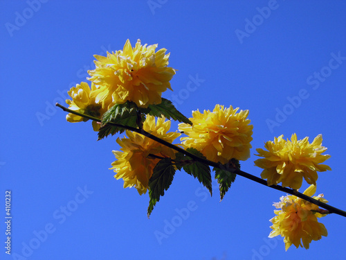 Stem of Yellow Flowers