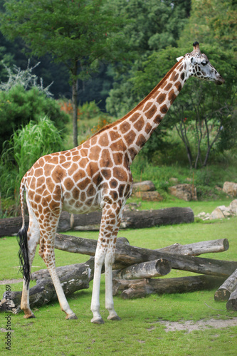 giraffe - safari