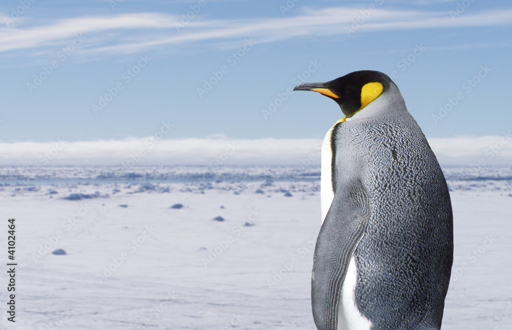 Fototapeta premium King penguin