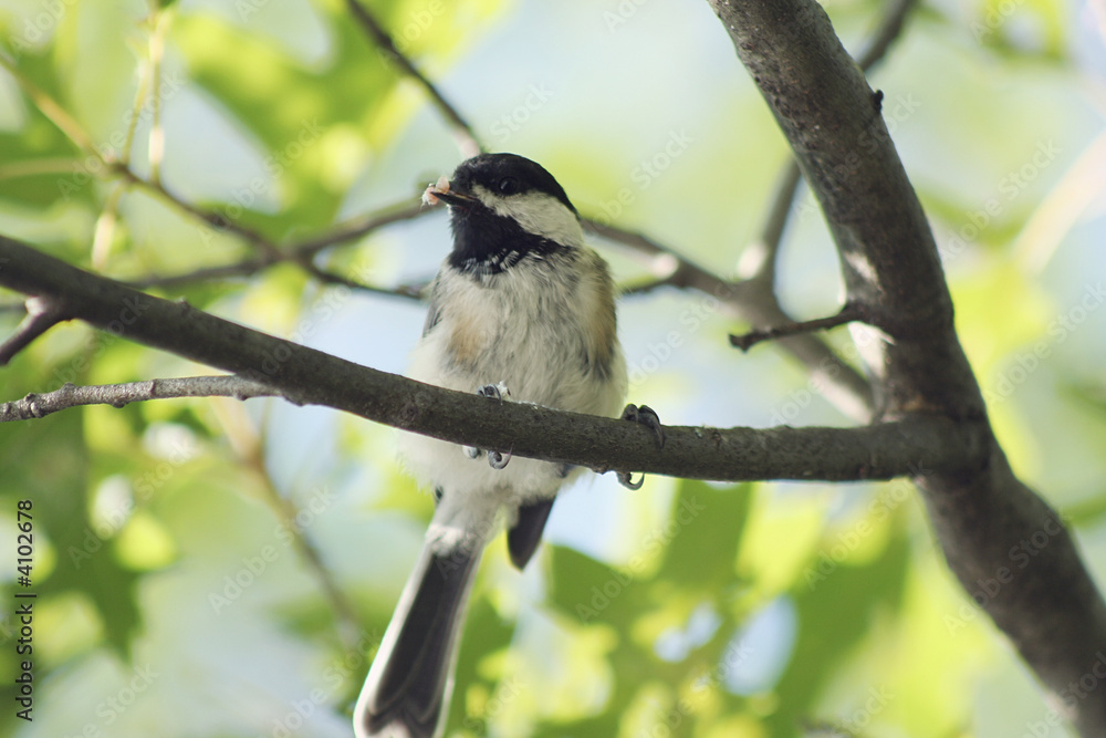 Obraz premium Black-capped Chickadee