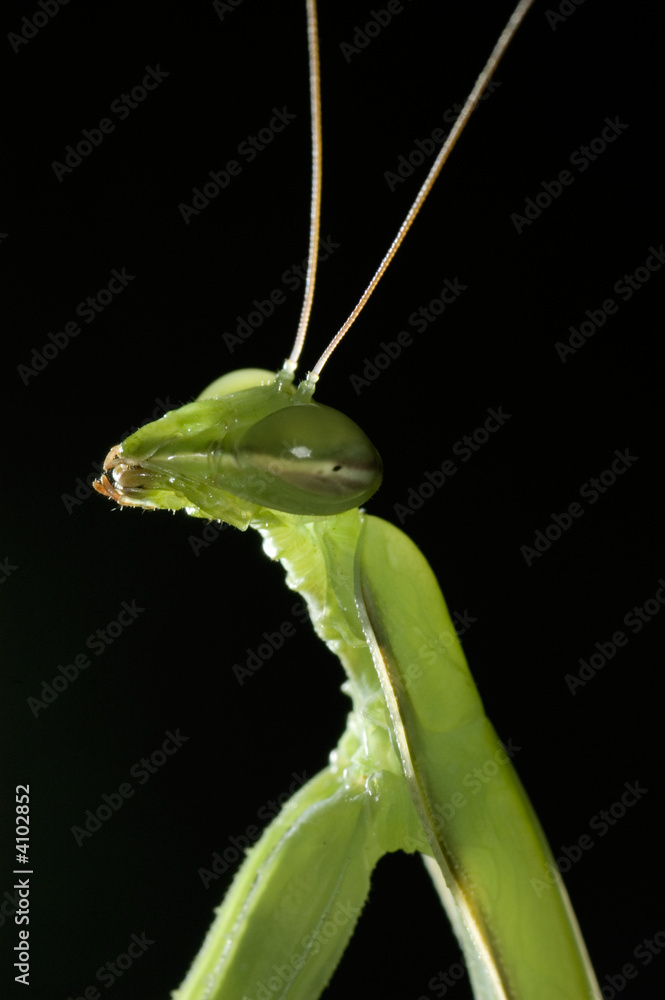 Obraz premium mantide religiosa