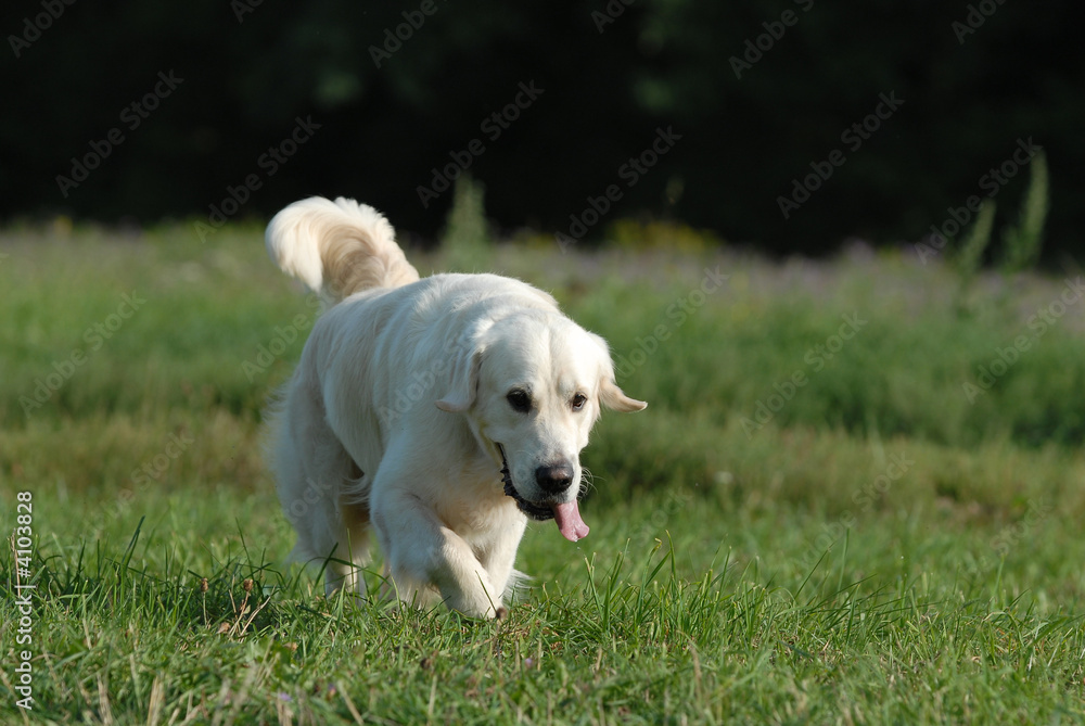 golden retriver golden retriver