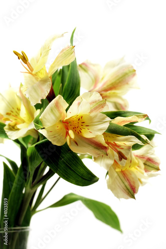 Fototapeta Naklejka Na Ścianę i Meble -  Yellow Lilies