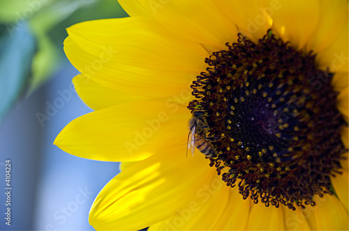 Bee on a sunflower (#1)