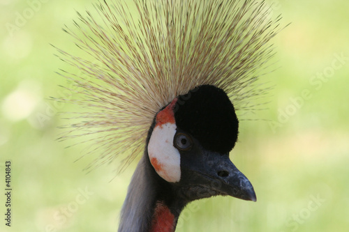 Primo piano di Gru coronata photo