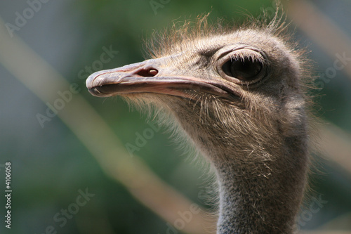 #1.Ostrich portrait.