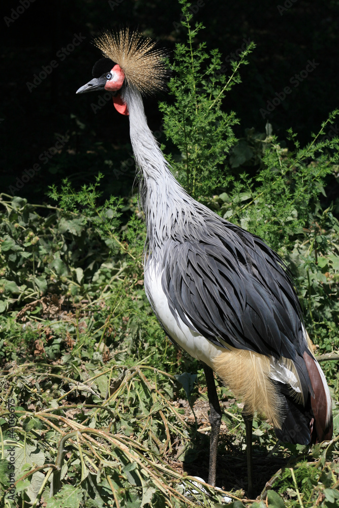 Fototapeta premium Gray Crowned Crane.