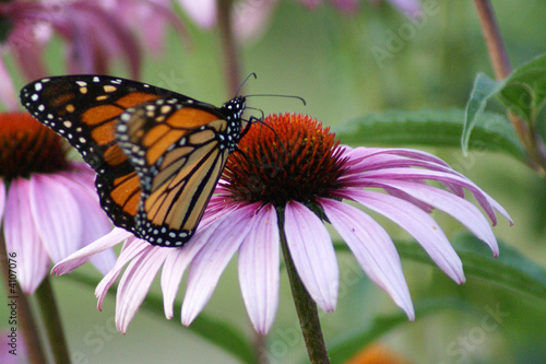 Butterfly on Coneflower