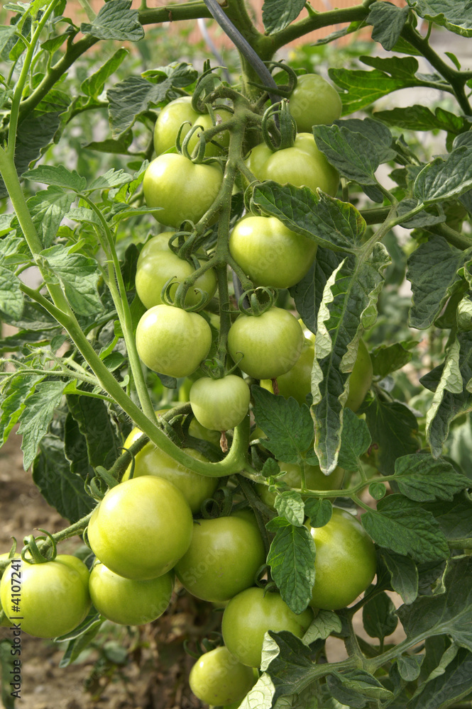 tomaten