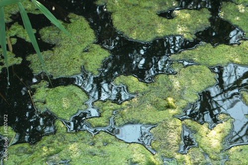 composition vert-noir