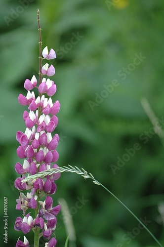 lupin
