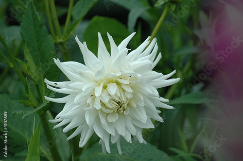 dalhia