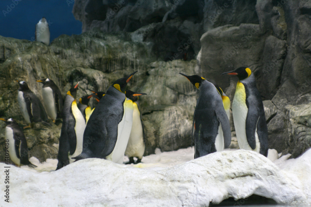 Obraz premium group meetin of penguin