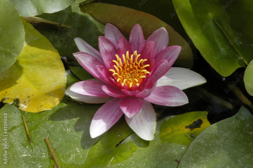 nenuphar nenuphar