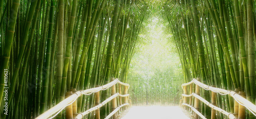 Bambus-Allee #4110621