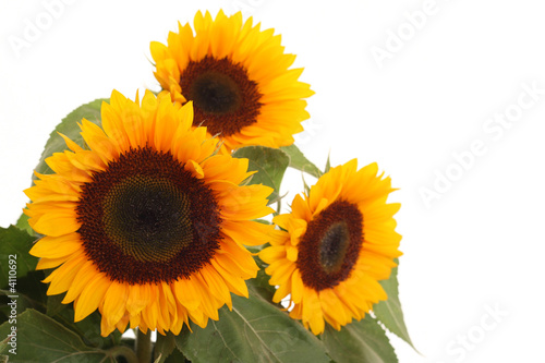 bunch of sunflowers