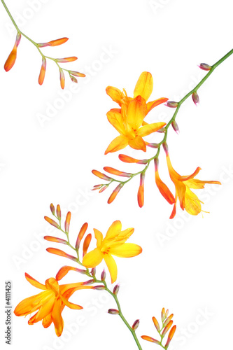 montbretia