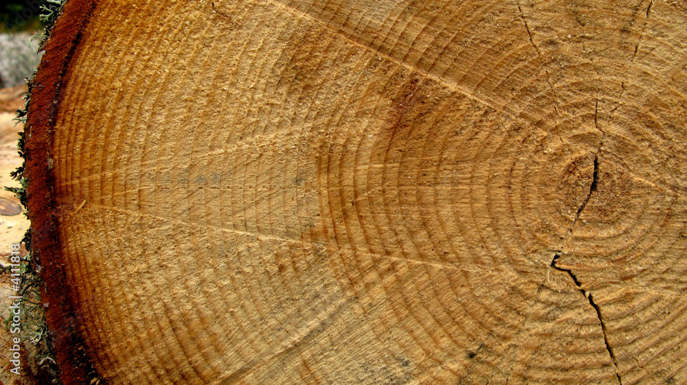 Naklejka premium coupe d'un arbre