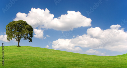 Baum auf Wiese