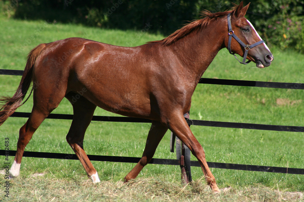 Trakehner Trakehner