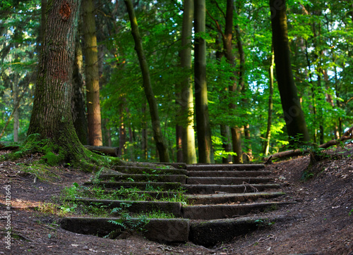 Treppe im Wald 1