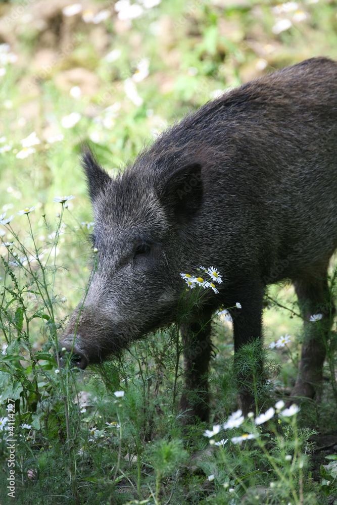 Schweinerei Schweinerei
