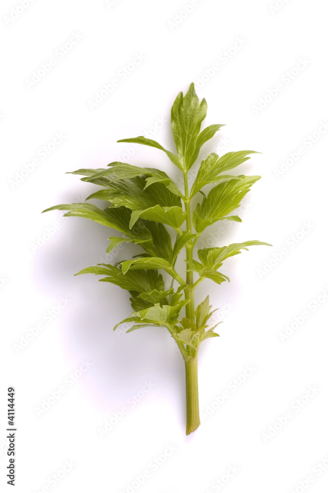 Fototapeta premium fresh herbs. lovage