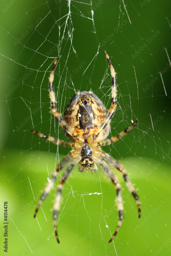 Garden spider hanging from web Garden spider hanging from web