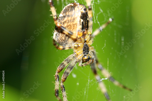Close up garden spider