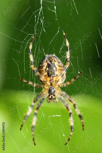 Garden spider hanging from web